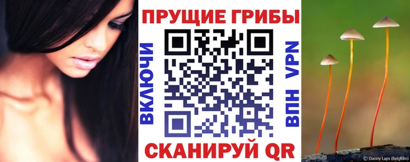 кракен ссылки  Чаплыгин  Псилоцибиновые грибы Magic Shrooms  наркота 